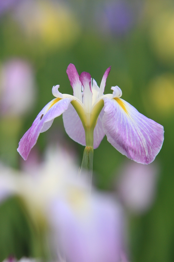 菖蒲の咲く頃