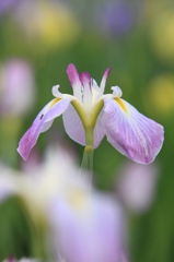 菖蒲の咲く頃