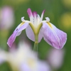 菖蒲の咲く頃