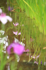 水面に映る