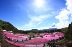 芝桜と富士山