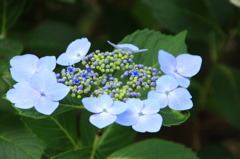 紫陽花