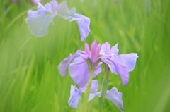 菖蒲