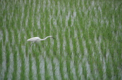 田植えのあと