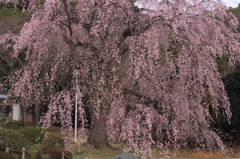 枝垂れ桜