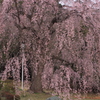枝垂れ桜