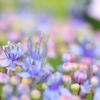 花園