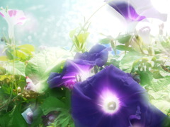 朝顔