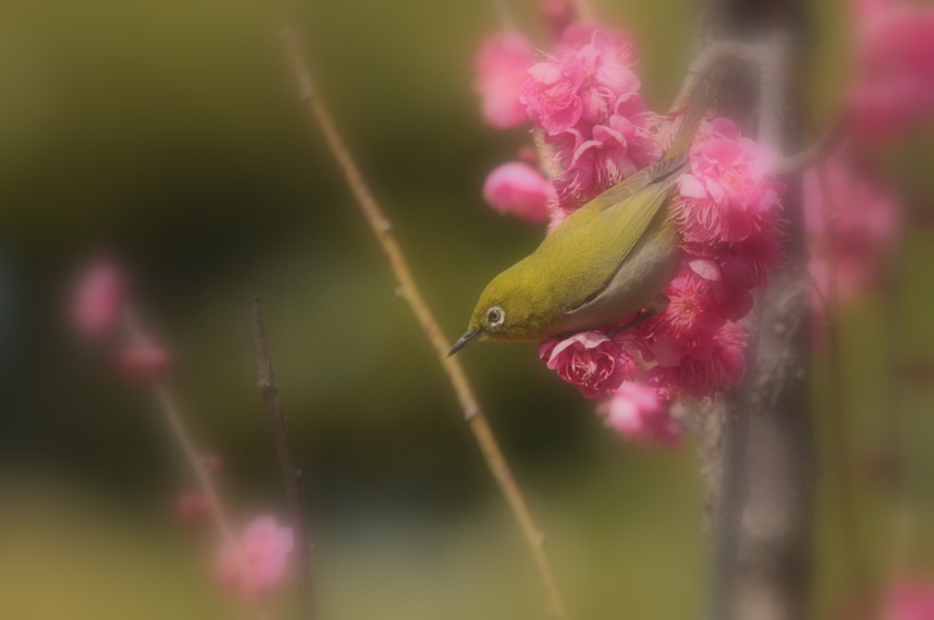 ウメジロの季節