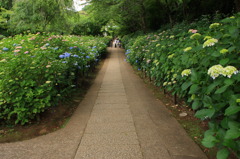 紫陽花の道