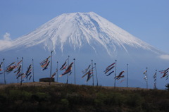 富士山と鯉のぼり
