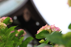 本土寺と紫陽花