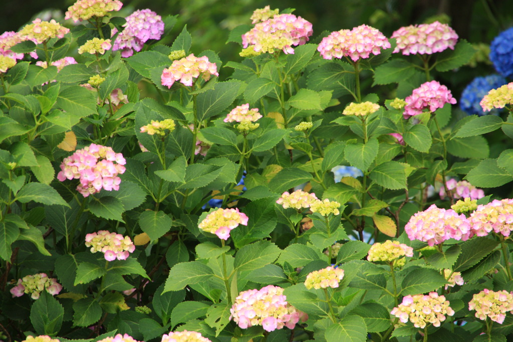 本土寺の紫陽花