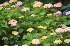 本土寺の紫陽花