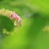 紫陽花
