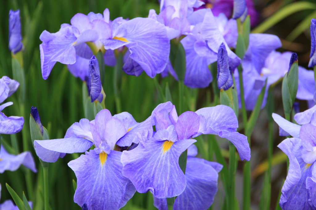 菖蒲