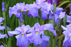 菖蒲