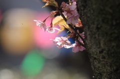 河津桜咲く