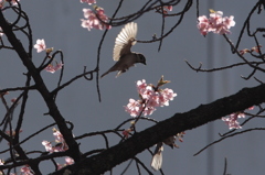 春の雀