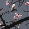 春の雀