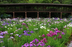 菖蒲園