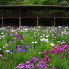 菖蒲園