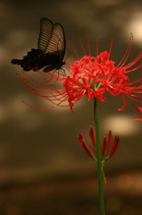 彼岸花の上で