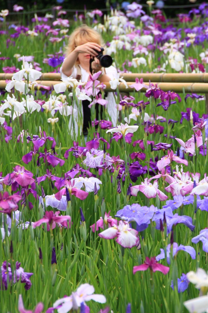 紫陽花を撮る