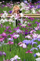 紫陽花を撮る