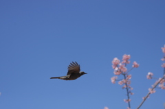 桜へ