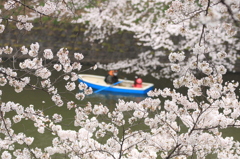 桜船