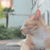 ネムイ…
