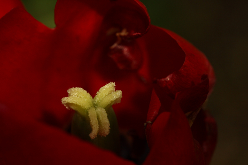 紅のヴェール