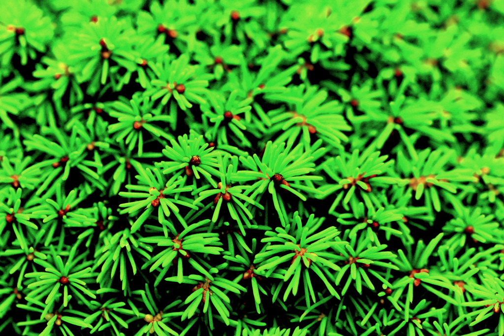 GREEN JUNGLE
