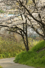 青春の帰り道