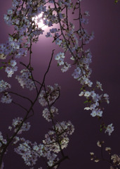 紫夜桜