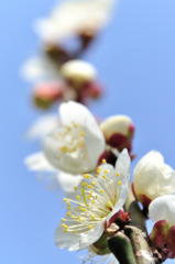 Pale spring