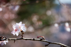 冬桜