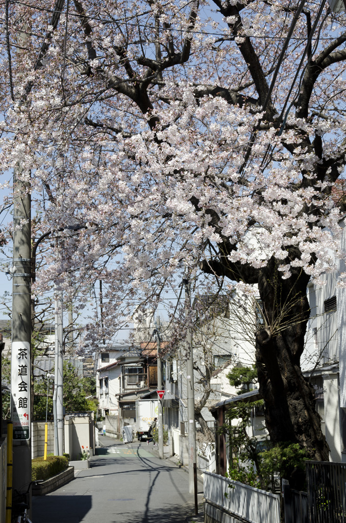 桜