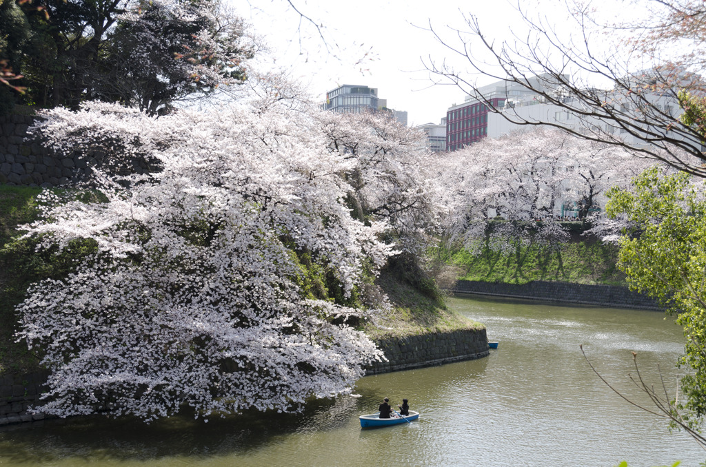 千鳥ヶ淵