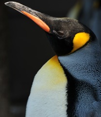 コウテイペンギン