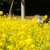春の香り