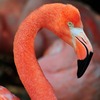 水辺の鳥