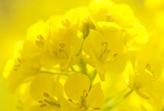 春の香り その４