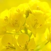 春の香り その４
