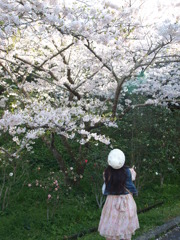桜