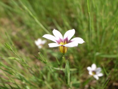 R1123005