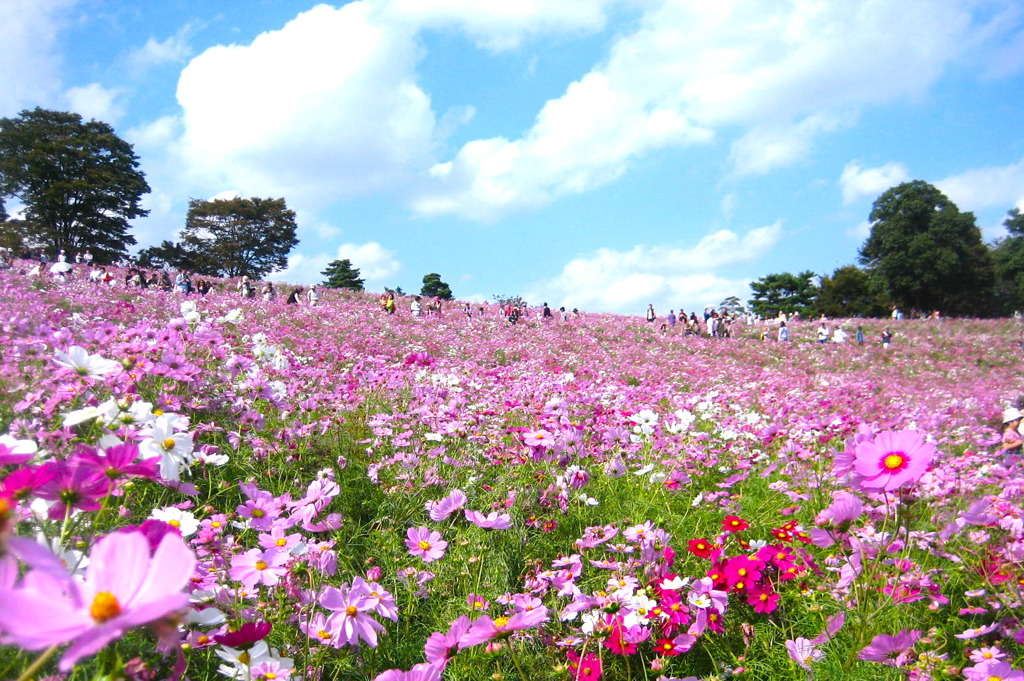 昭和記念公園　コスモスの丘