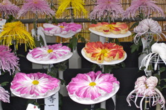 異常に花びらの大きな菊