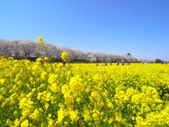 幸手市　権現堂堤のサクラ